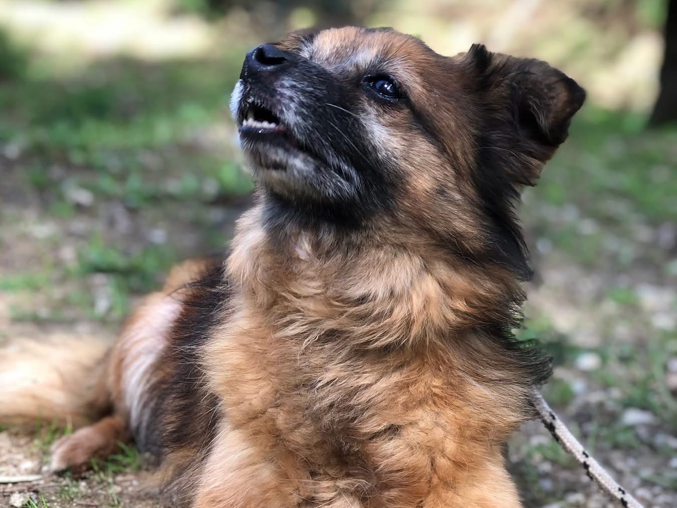 Adotta un cane, taglia piccola, femmina, Latina