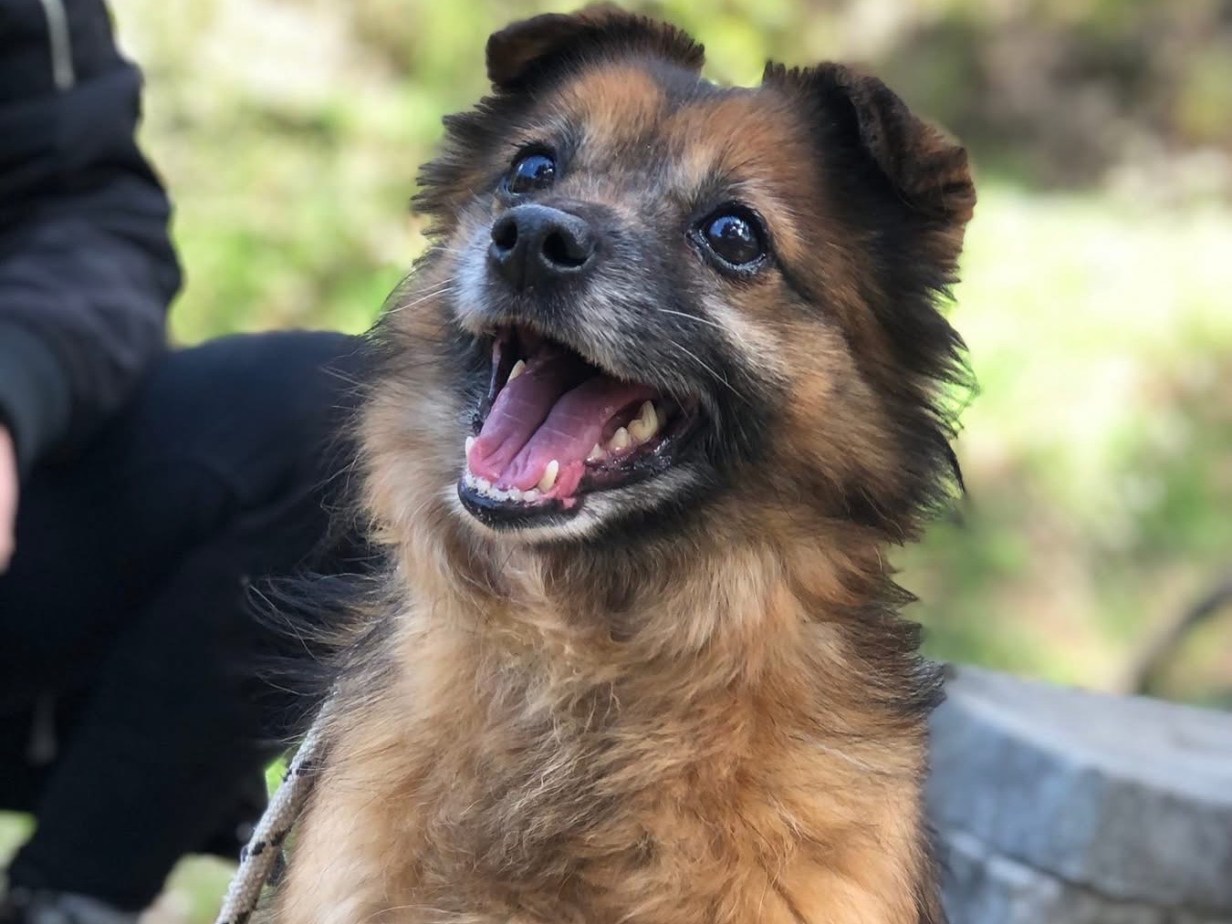 Vuoi adottare un cane a Latina?