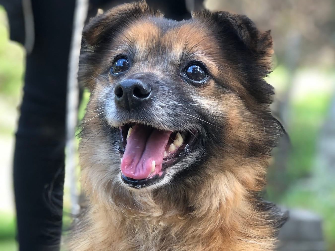 Adotta il cane Melissa a Latina