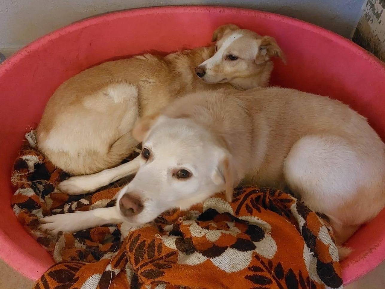 Adotta un cane, maschio, 6 anni  e 9 mesi , Cremona