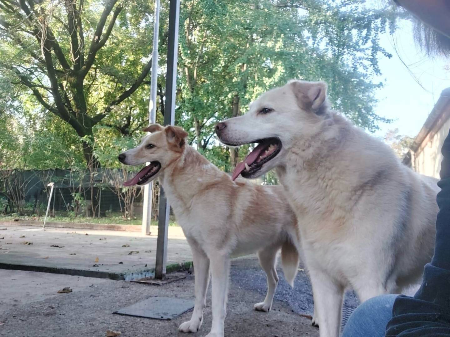 Foto dell'animale