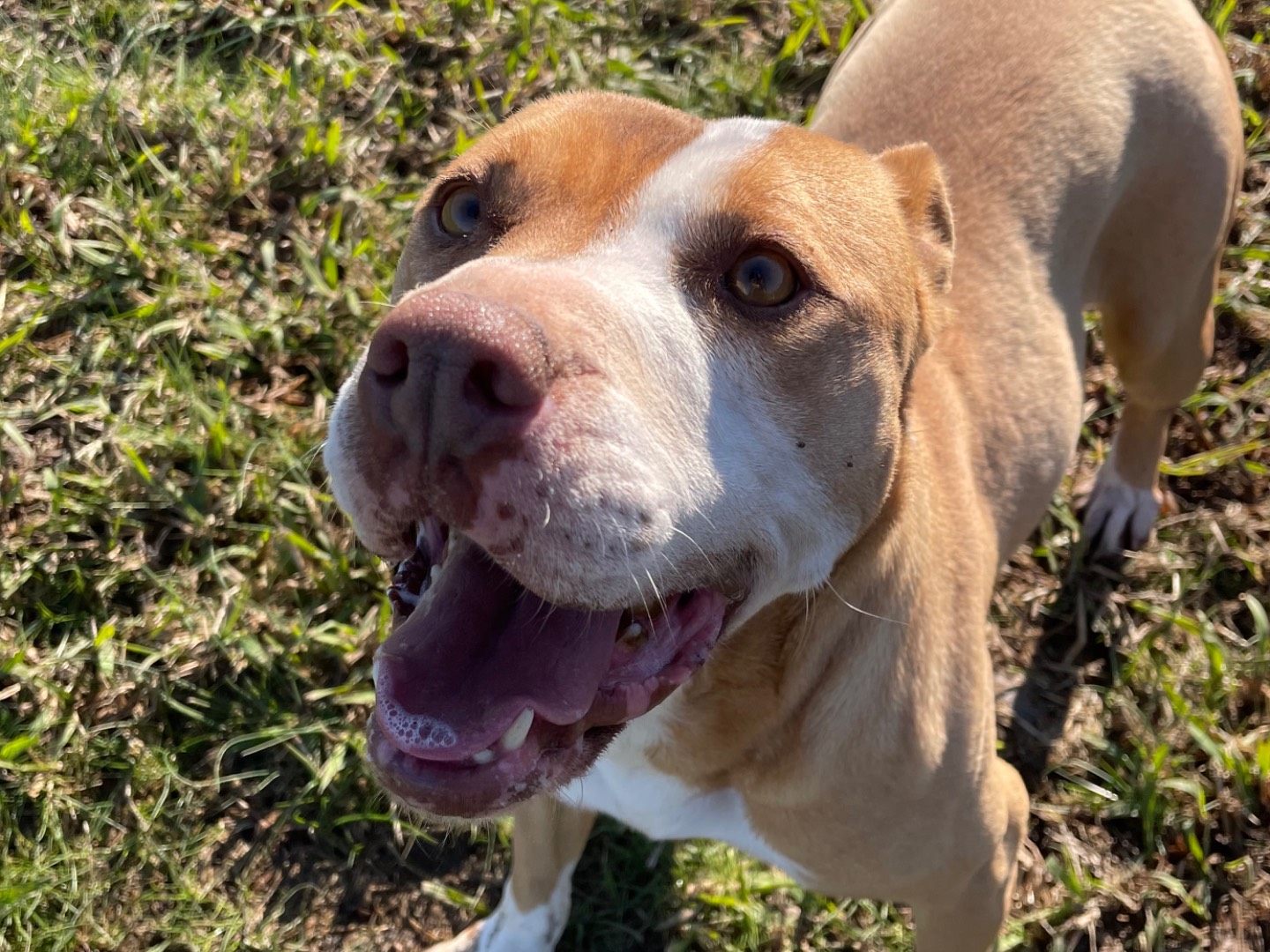 Adozione cane, femmina, Pitbull Razza sconosciuta, 4 anni  e 10 mesi , taglia media, Latina