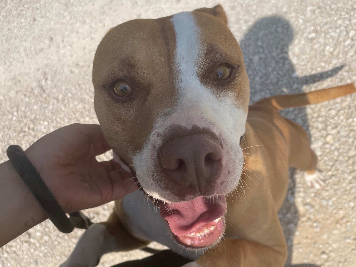 Adotta un cane, taglia media, femmina, Latina