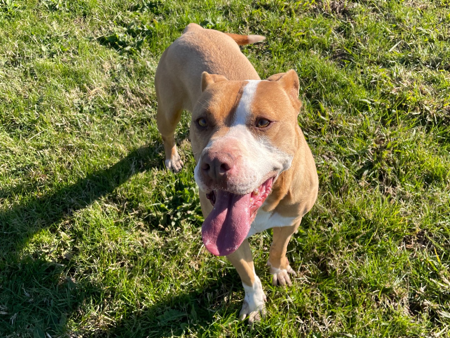 Vuoi adottare un cane a Latina?