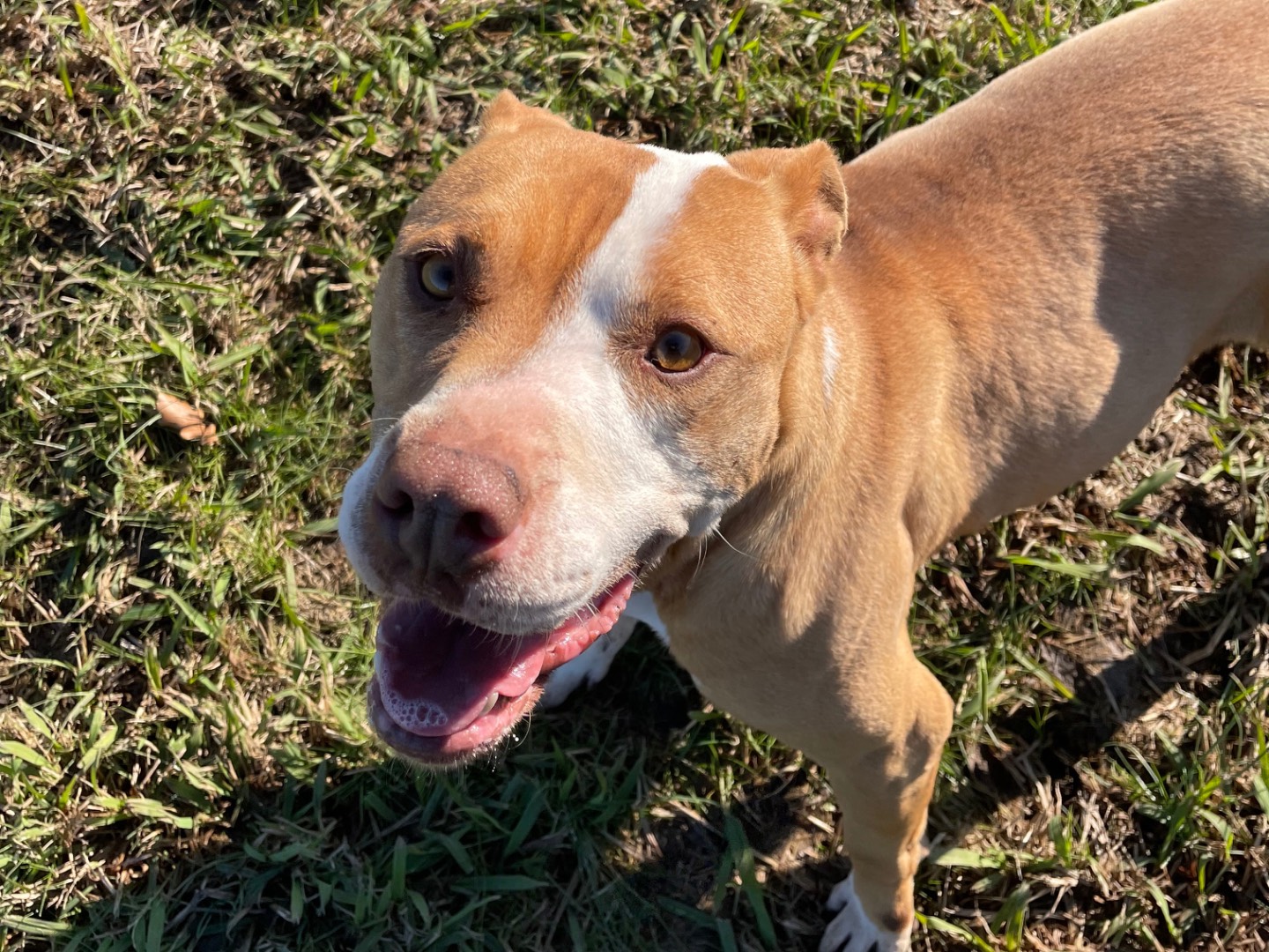 Adotta il cane Rose a Latina