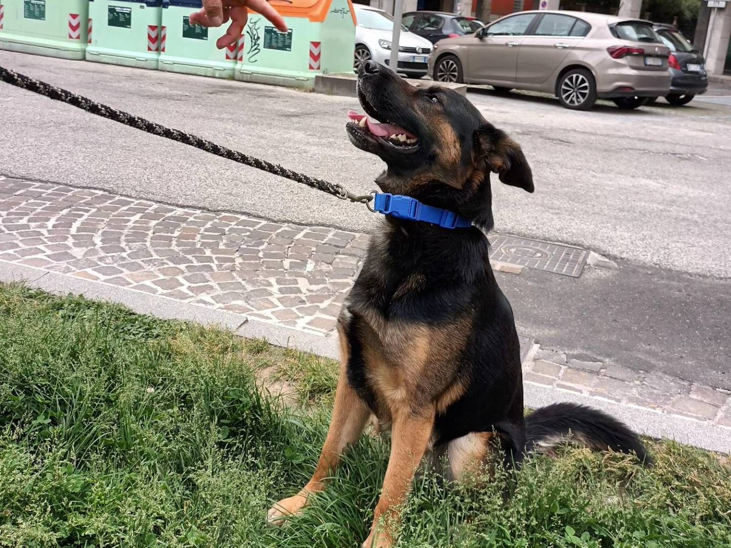 Adotta il cane LUCIO a Verona