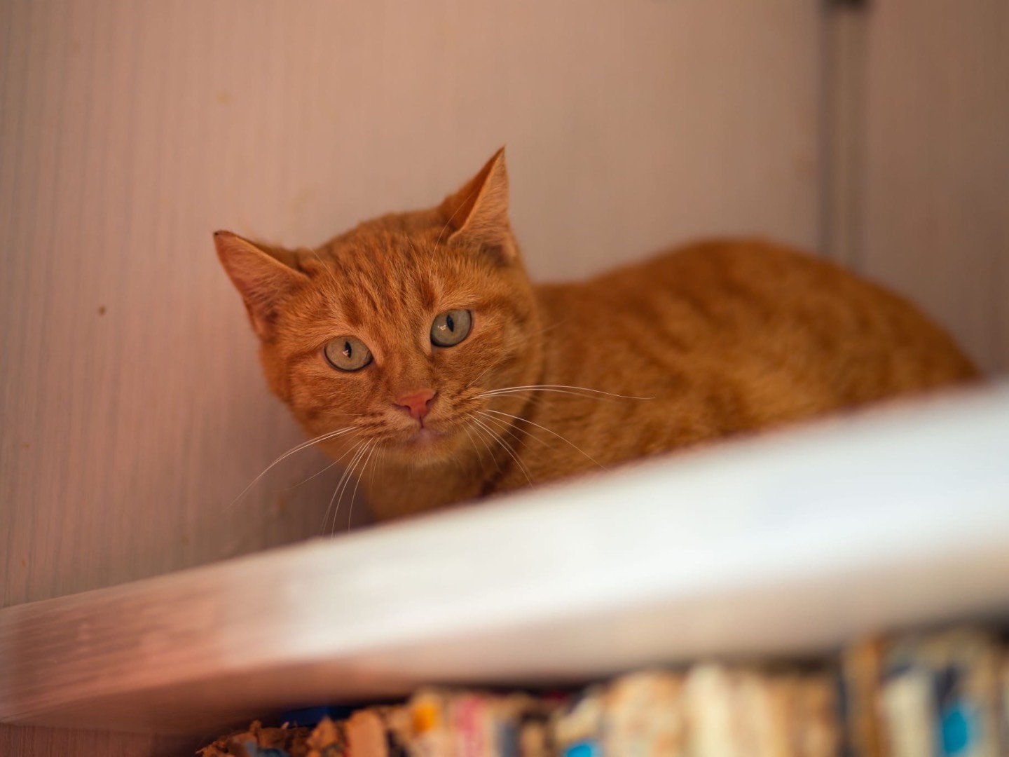 Adotta un gatto, femmina, 2 anni  e 11 mesi , Roma