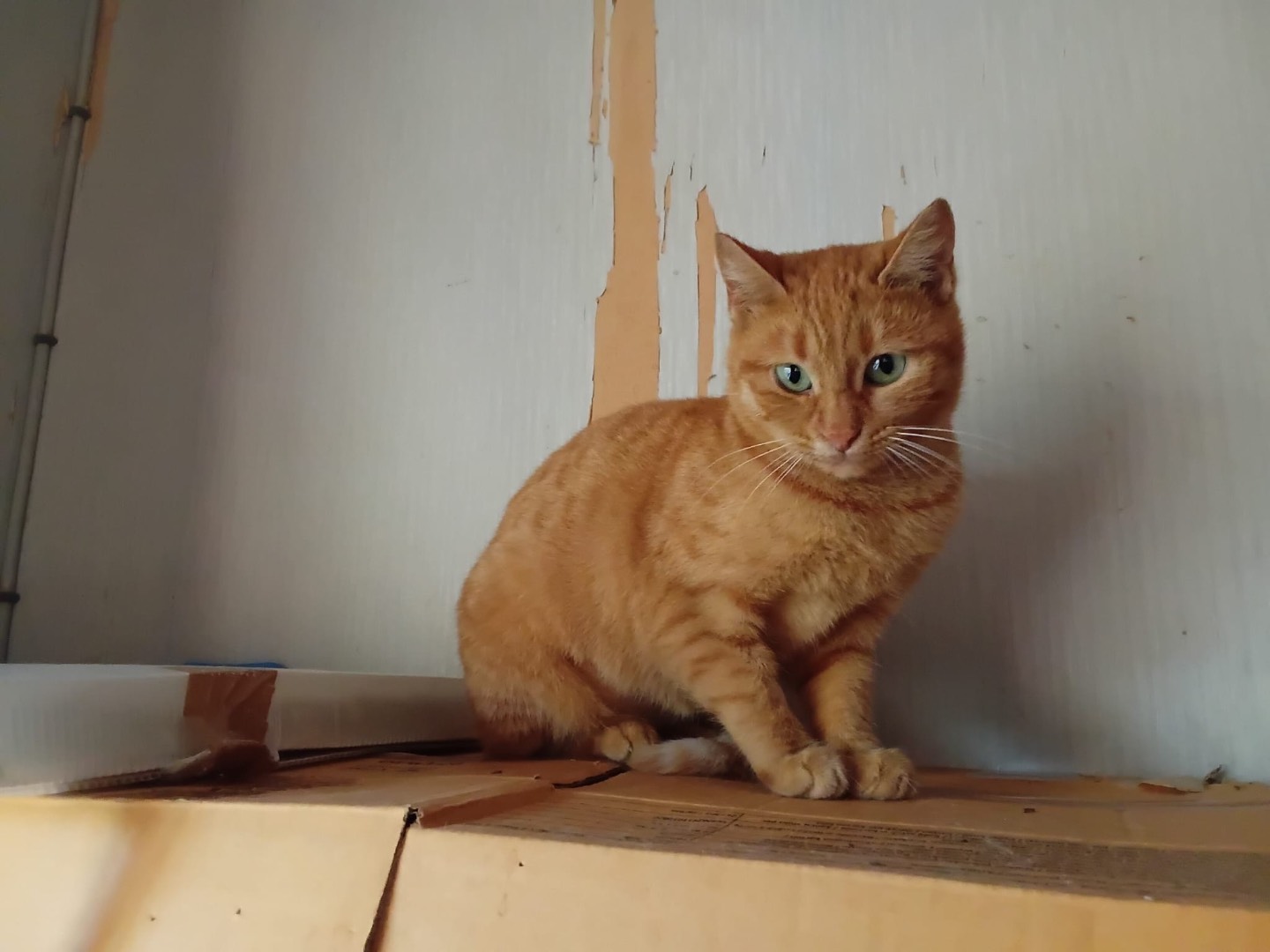 Vuoi adottare un gatto a Roma?