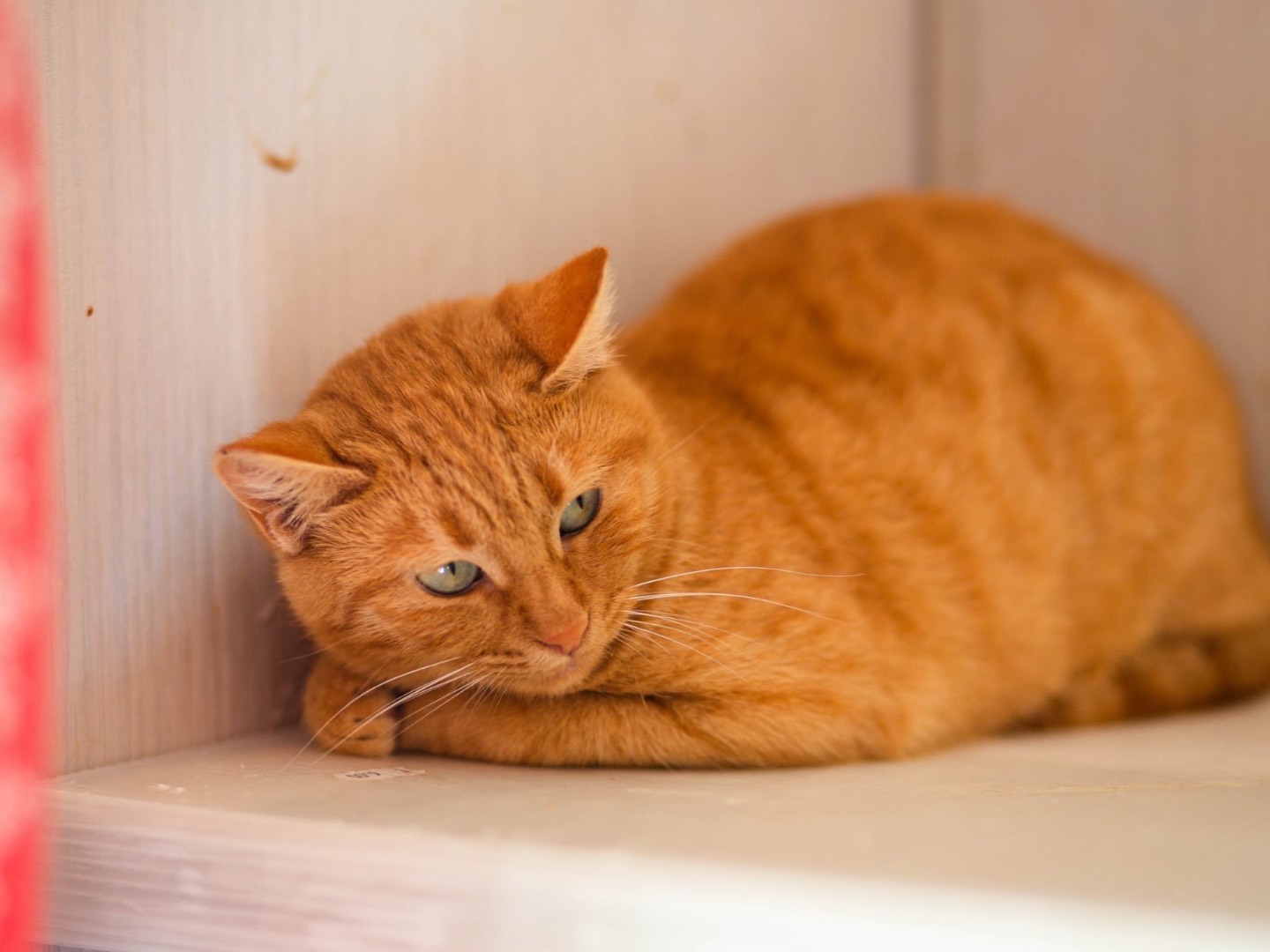 Adotta il gatto Amanda  a Roma