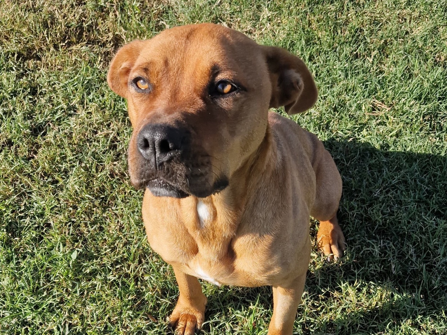 Adotta un cane, femmina, 4 anni  e 4 mesi , Latina