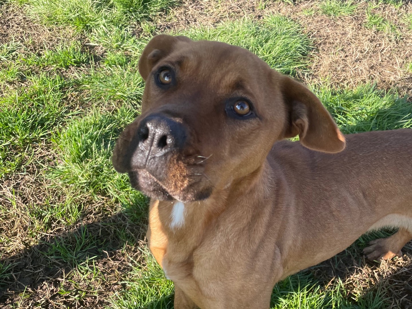 Adotta un cane, taglia media, femmina, Latina