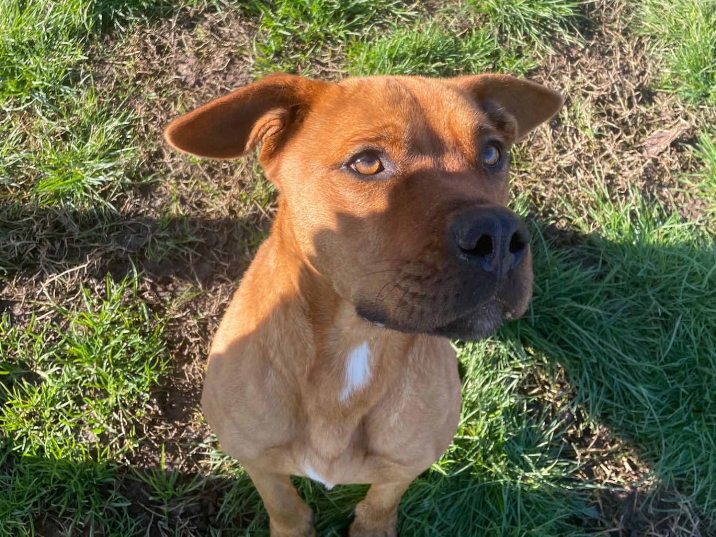 Vuoi adottare un cane a Latina?