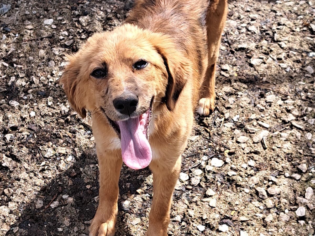 Adotta un cane, femmina, 5 mesi, Frosinone