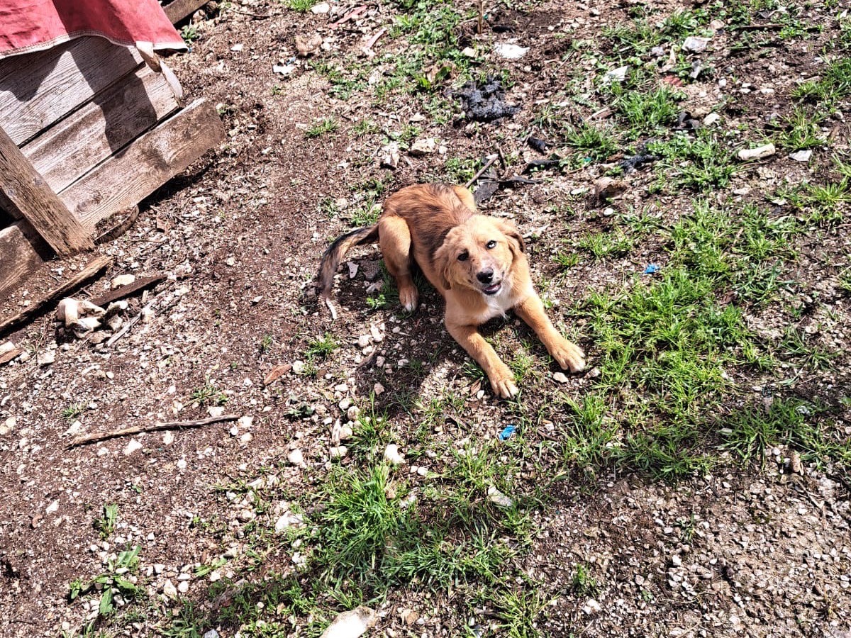 Adotta un cane, taglia piccola, femmina, Frosinone