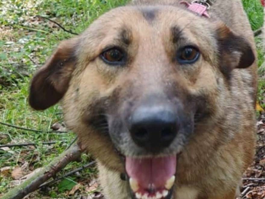 Adotta il cane DIANA a Milano