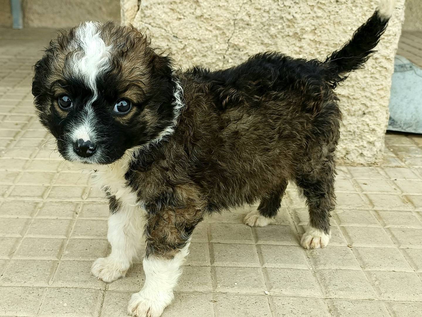 Foto dell'animale