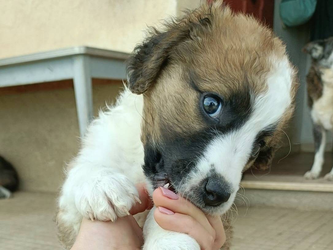 Adotta un cane, femmina, 1 mesi, Palermo