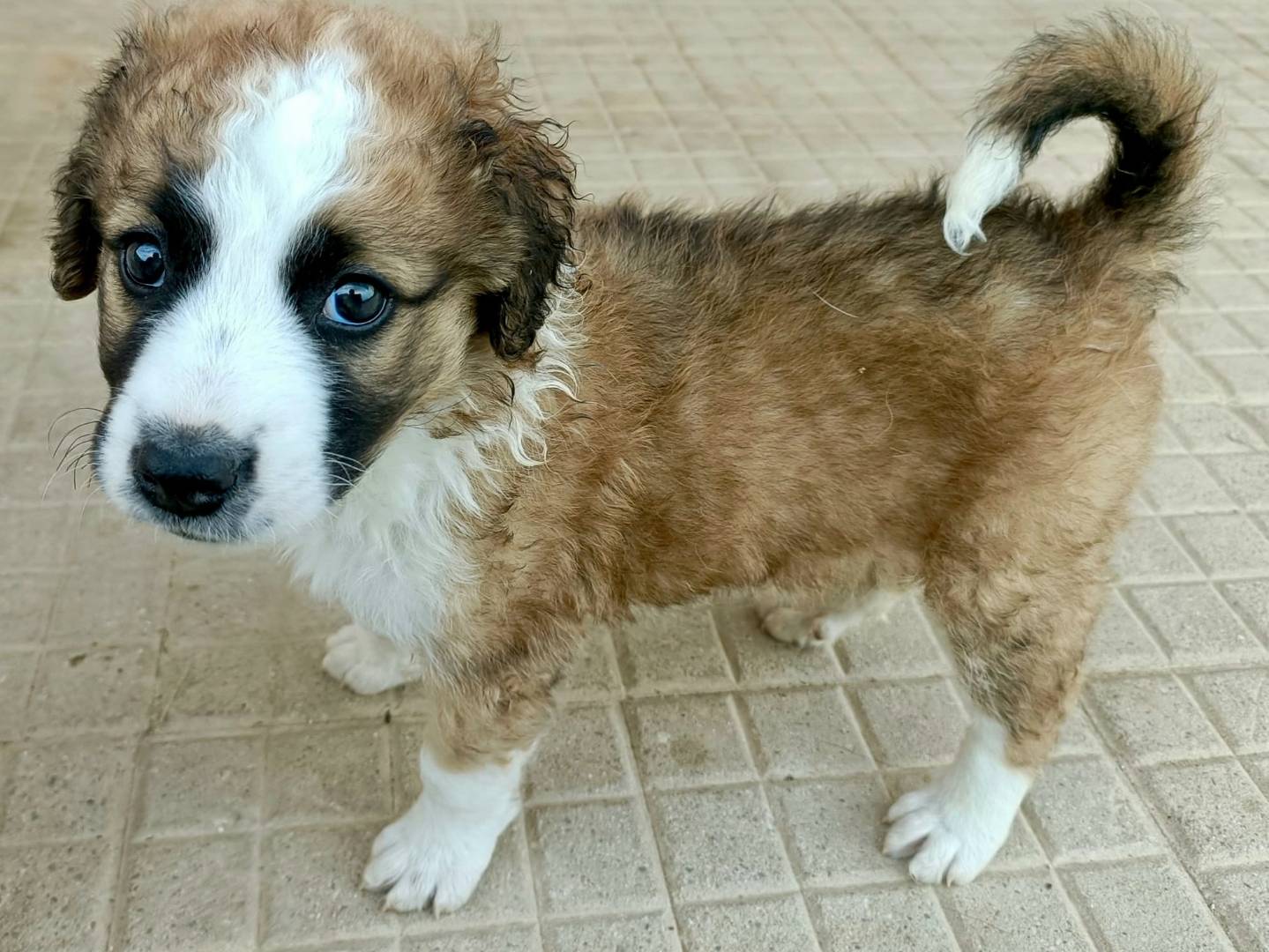 Adotta un cane, taglia media, femmina, Palermo