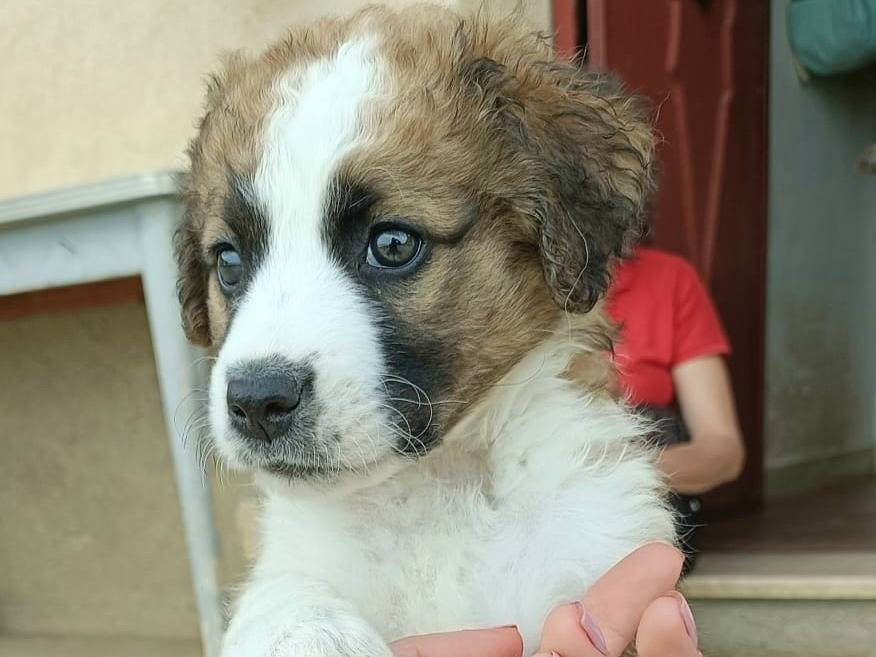 Vuoi adottare un cane a Palermo?