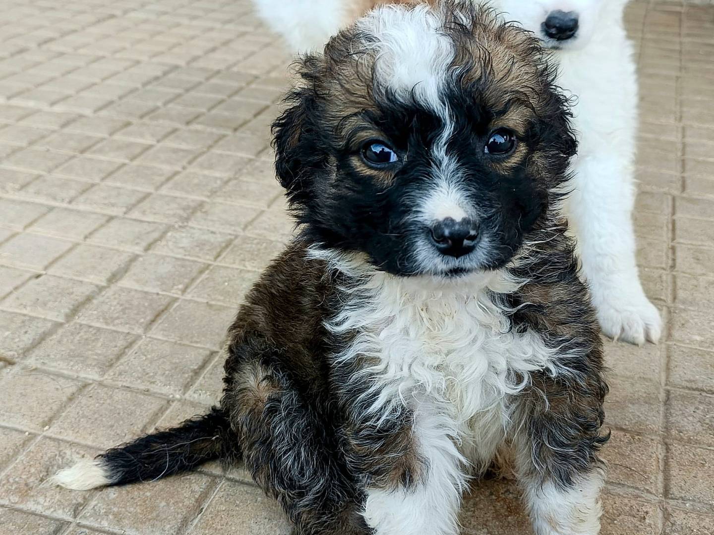 Vuoi adottare un cane a Palermo?