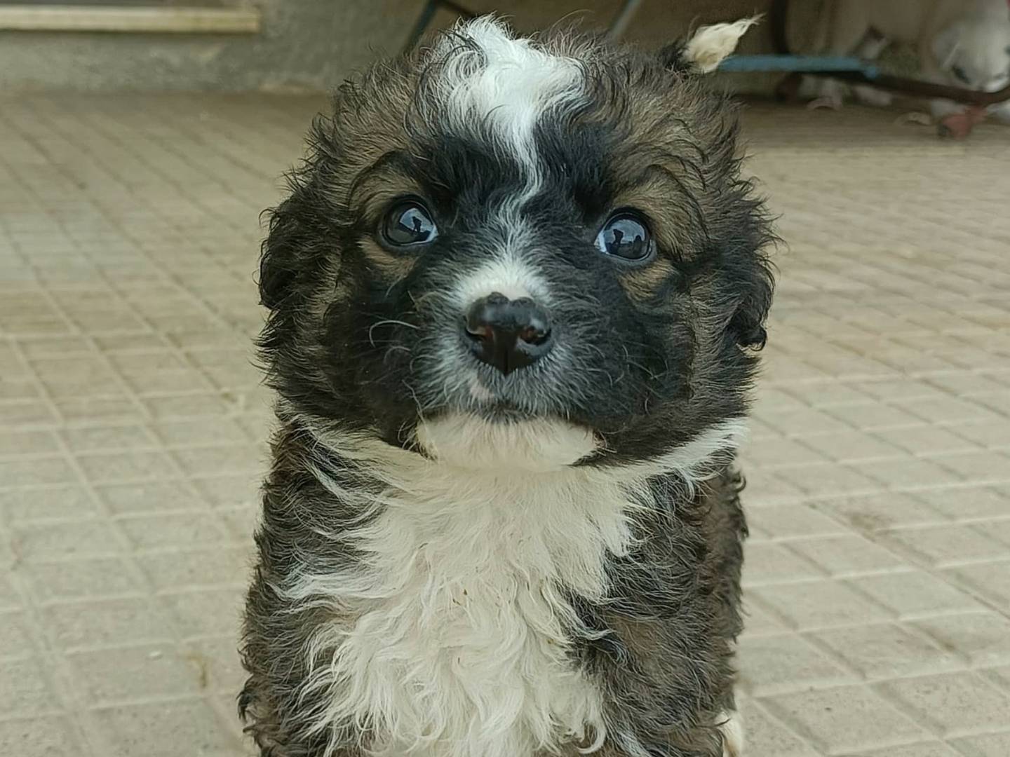 Adotta il cane Melody a Palermo