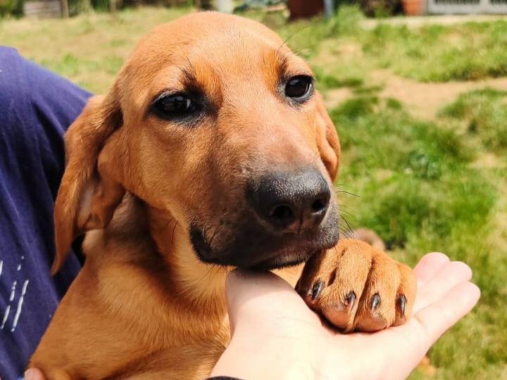 Adozione cane, femmina, Razza sconosciuta Razza sconosciuta, 3 mesi, taglia media, Vibo