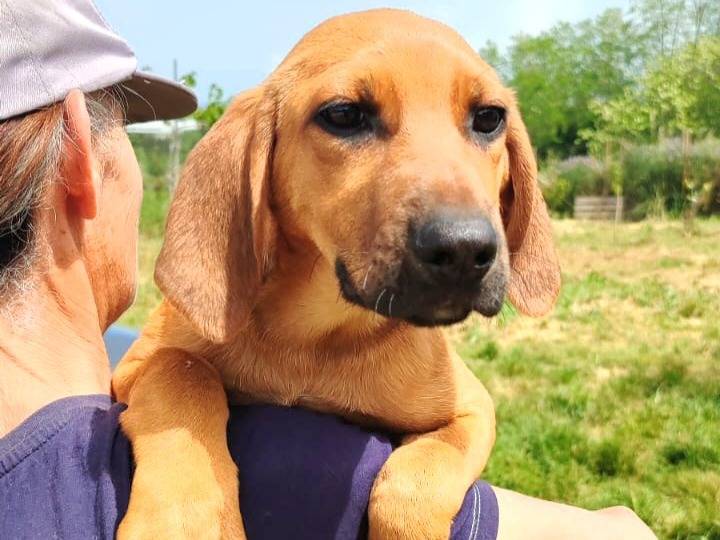 Adotta un cane, femmina, 3 mesi, Vibo