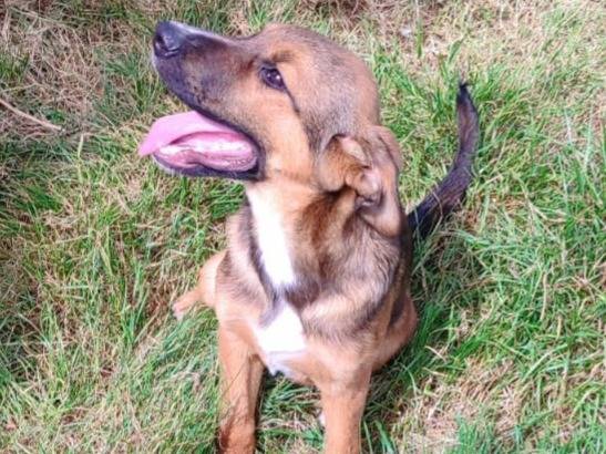 Adotta un cane, maschio, 4 mesi, Vibo