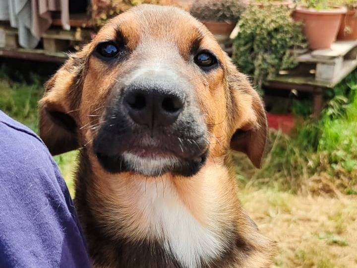 Adotta un cane, taglia media, maschio, Vibo