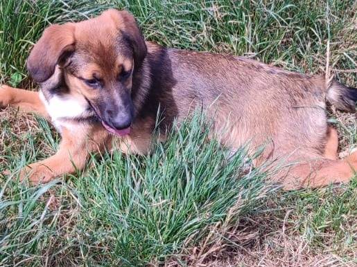 Adotta un cane, femmina, 3 mesi, Vibo