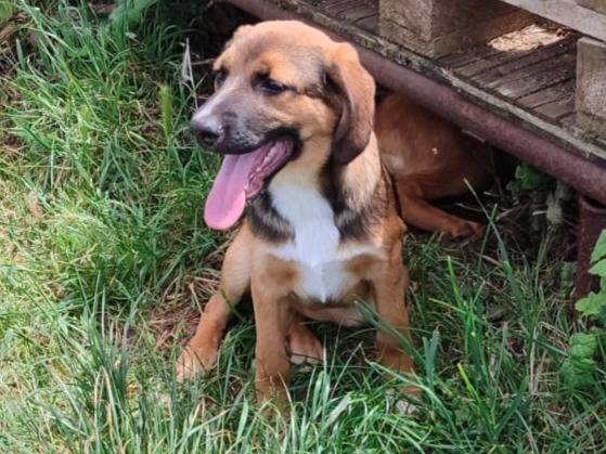 Adotta un cane, taglia media, femmina, Vibo