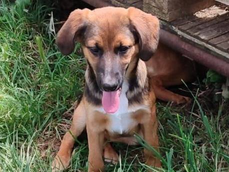Vuoi adottare un cane a Vibo?