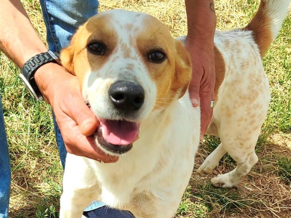 Foto dell'animale