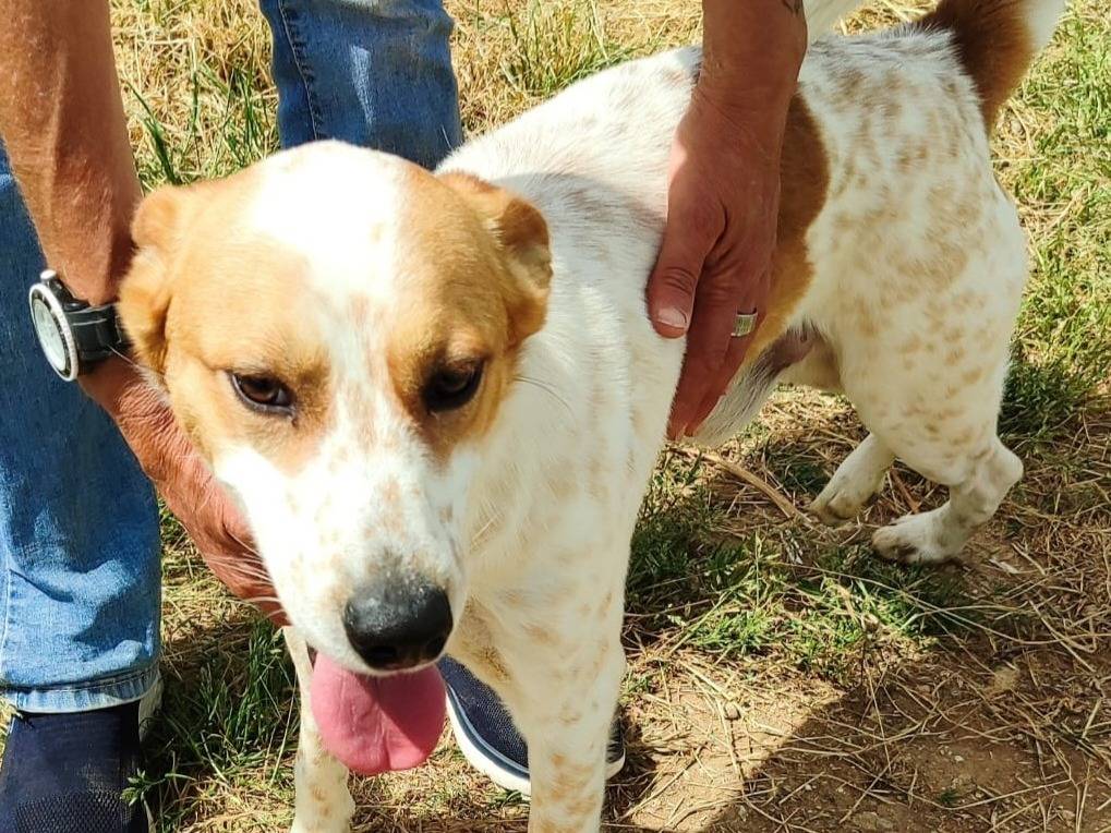 Adotta un cane, maschio, 1 anno e 7 mesi , Vibo
