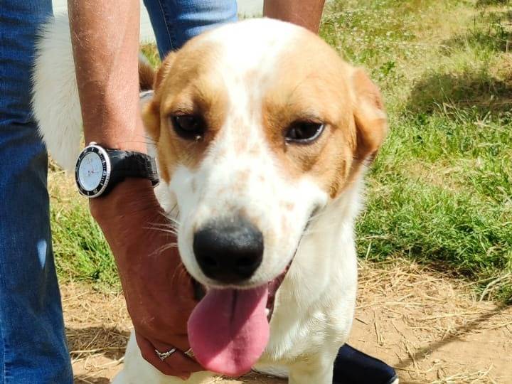 Adotta un cane, taglia media contenuta, maschio, Vibo