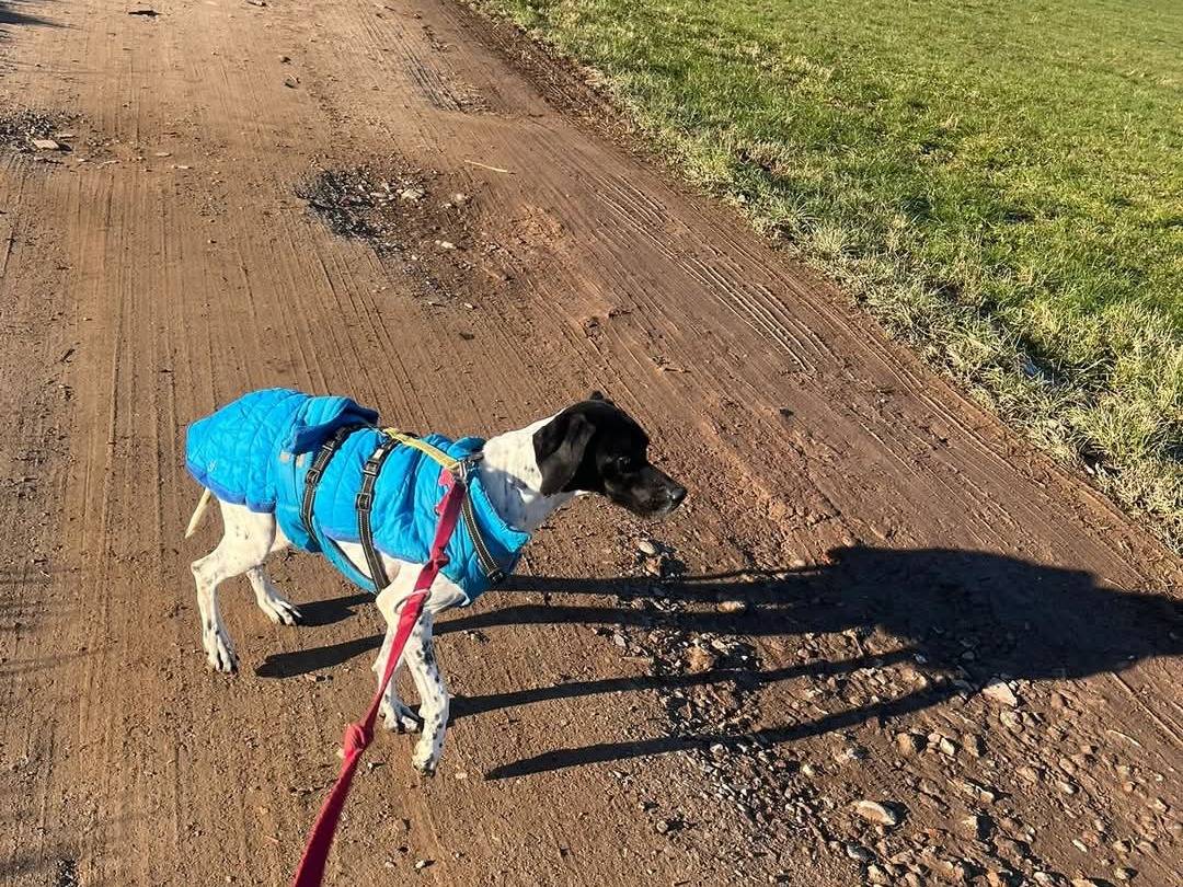 Adotta un cane, femmina, 2 anni , Milano