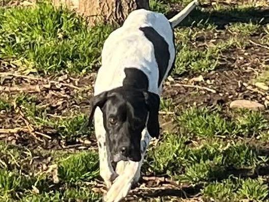 Adotta un cane, taglia media, femmina, Milano