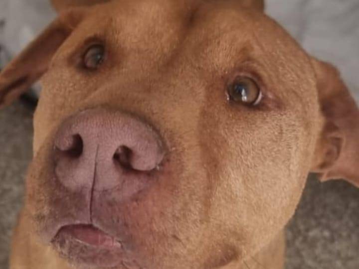 Adozione cane, maschio, Pitbull Razza sconosciuta, 5 anni , taglia media, Caserta