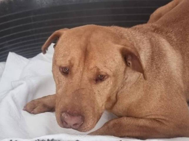 Adotta il cane TAVOR a Caserta