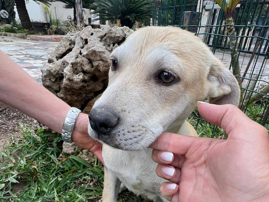 Adotta un cane, maschio, 3 mesi, Siracusa