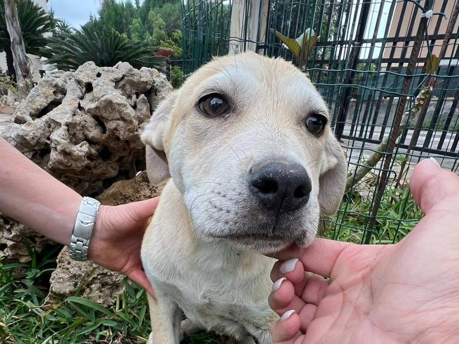 Adotta un cane, taglia media, maschio, Siracusa
