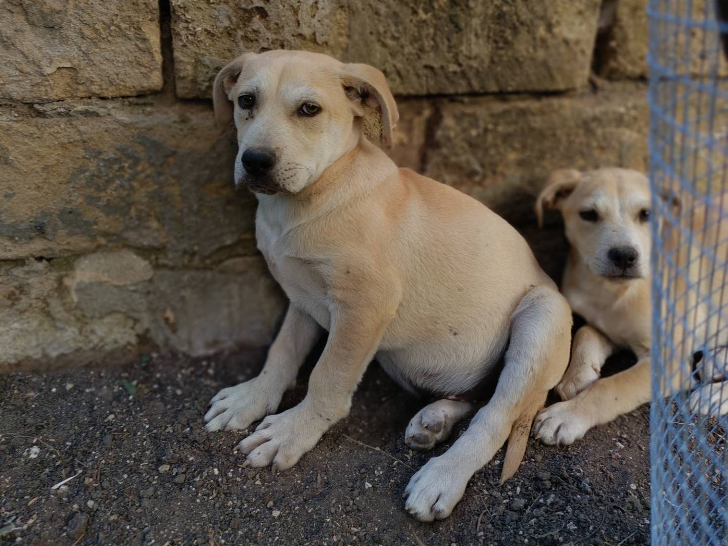 Adotta il cane TEDDY a Siracusa