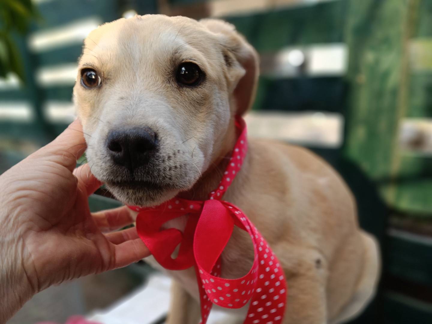 Foto dell'animale