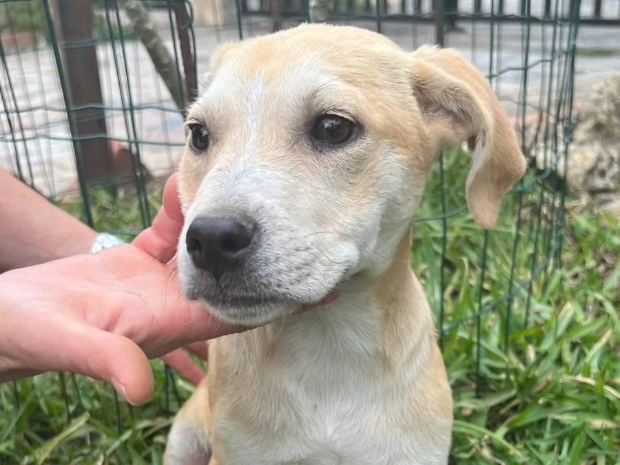 Adotta un cane, femmina, 3 mesi, Siracusa
