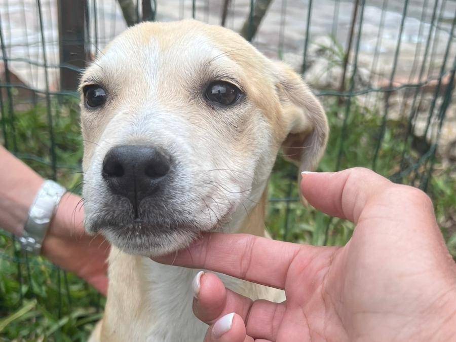 Adotta un cane, taglia media, femmina, Siracusa