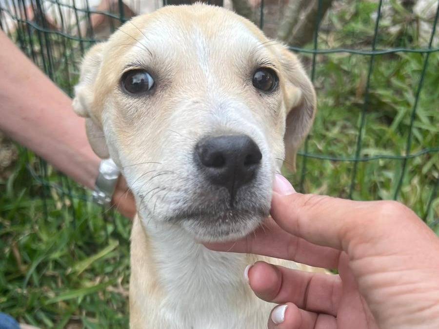 Vuoi adottare un cane a Siracusa?