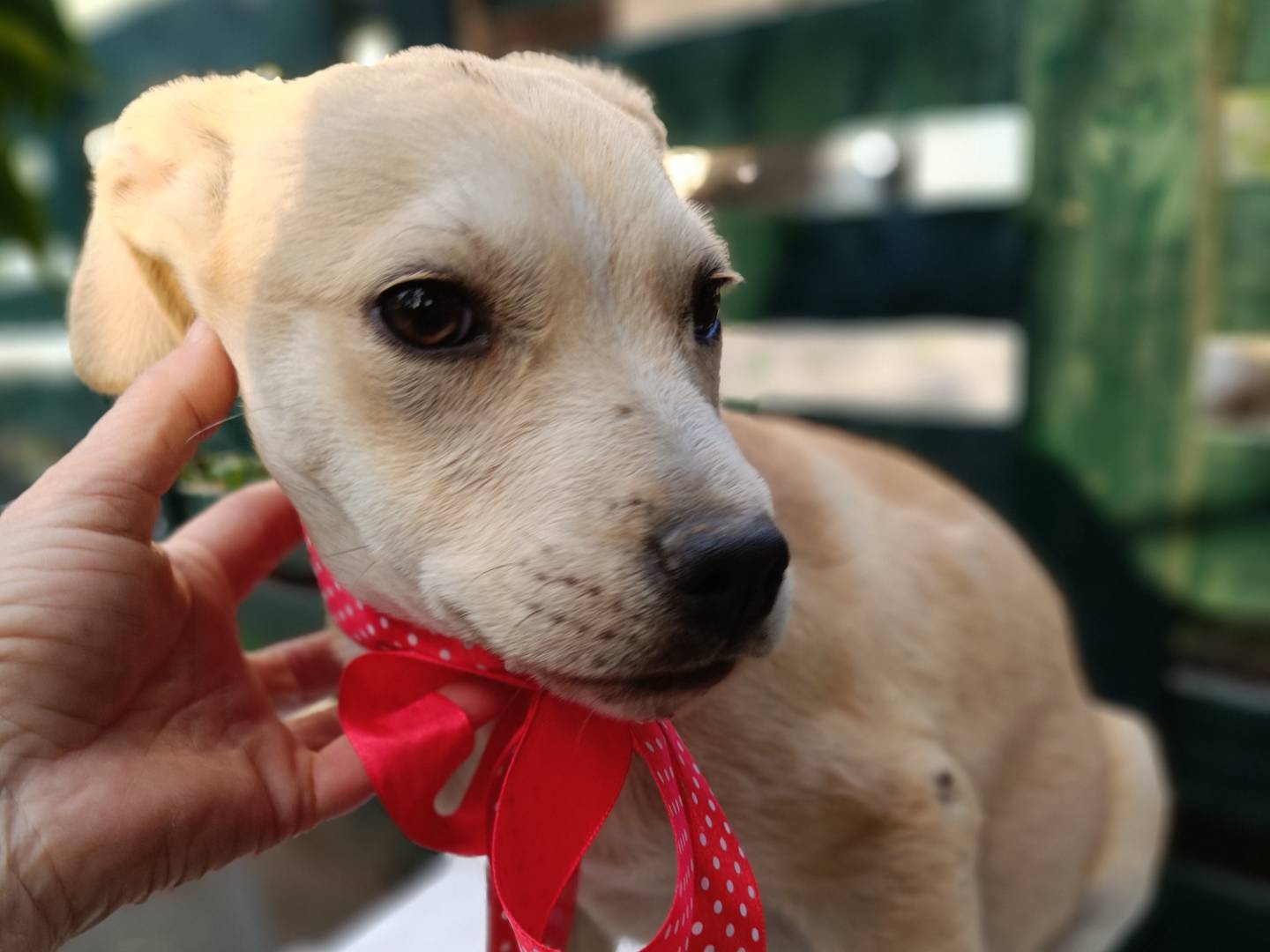 Adotta il cane WILMA a Siracusa