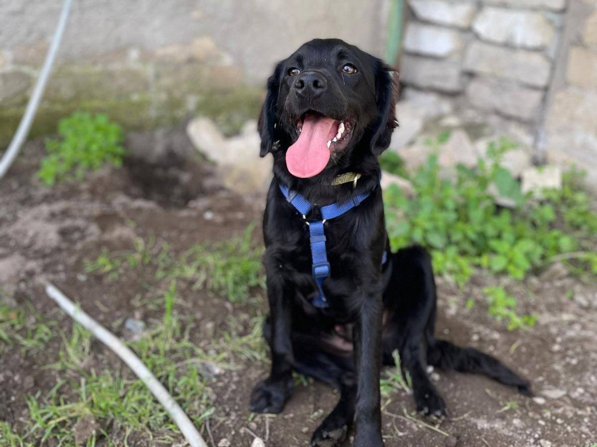 Adotta un cane, maschio, 7 mesi, Caserta