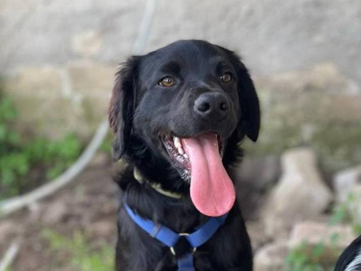 Adotta un cane, taglia media, maschio, Caserta