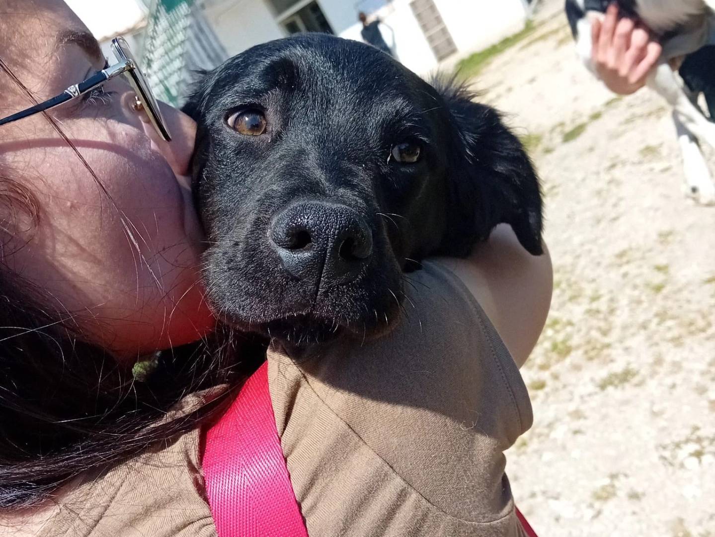 Vuoi adottare un cane a Caserta?